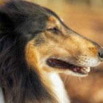 Ein Collie im Wald