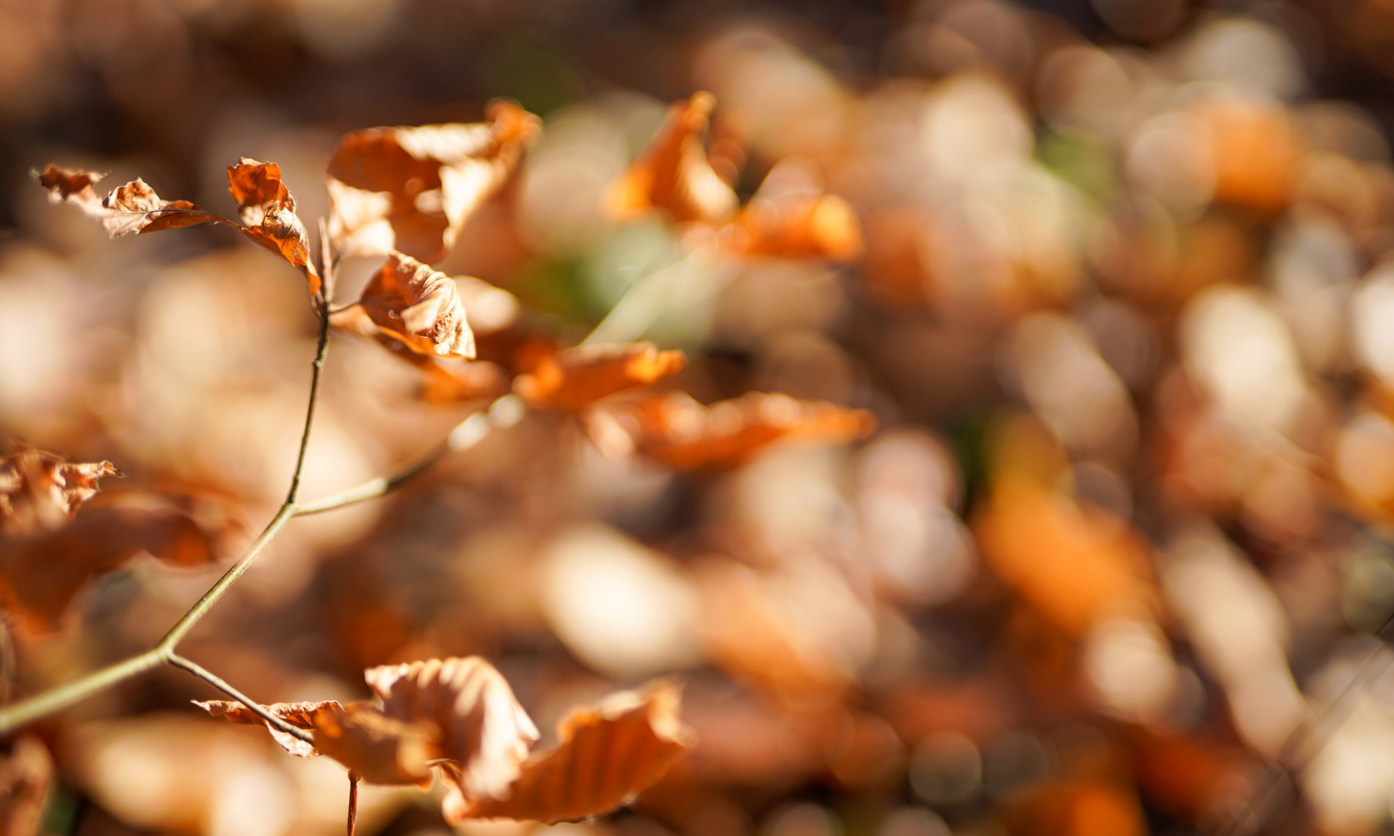 vom Herbst übrig gebliebene Buchenblätter