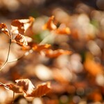 vom Herbst übrig gebliebene Buchenblätter