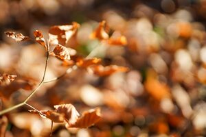 vom Herbst übrig gebliebene Buchenblätter