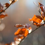 Übrig gebliebene Buchenblätter an einem Zweig