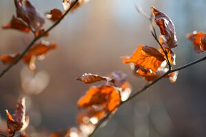 Übrig gebliebene Buchenblätter an einem Zweig
