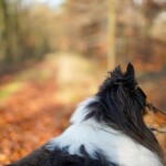 Ein Collie im Wald