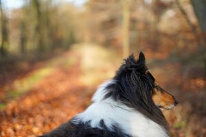 Ein Collie im Wald