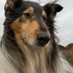 Bild eines Collie an einem grauen Dezembertag