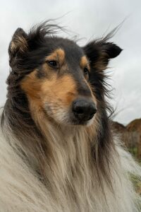 Bild eines Collie an einem grauen Dezembertag