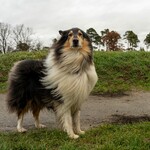 Bild eines Collie an einem grauen Dezembertag