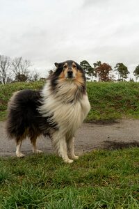 Bild eines Collie an einem grauen Dezembertag