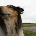 Bild eines Collie an einem grauen Dezembertag