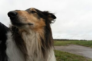 Bild eines Collie an einem grauen Dezembertag