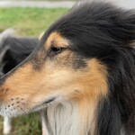 Bild eines Collie an einem grauen Dezembertag