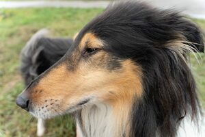 Bild eines Collie an einem grauen Dezembertag