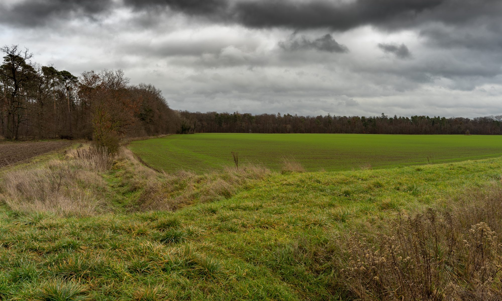 Fotografie eines Ackers, vor dem Horizont sieht man den Wald