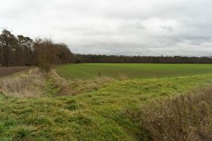 Fotografie eines Ackers, vor dem Horizont sieht man den Wald