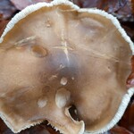 Ein Bild von einem Pilz von oben herab aufgenommen.