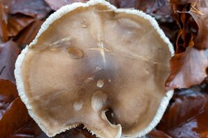 Ein Bild von einem Pilz von oben herab aufgenommen.