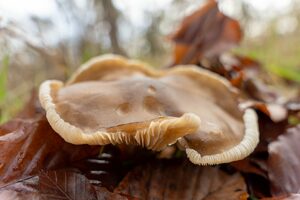 Pilz Lamellen