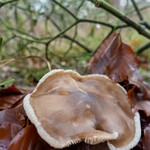 Pilz mit Mistel 45° im Hintergrund