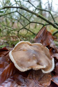Pilz mit Mistel 45° im Hintergrund