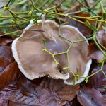 Pilz mit Mistel bedeckt