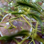 Misteln und Pilz