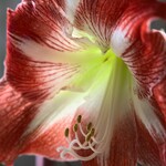 Bild einer Amarillis