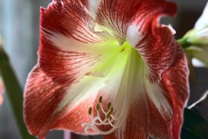 Bild einer Amarillis